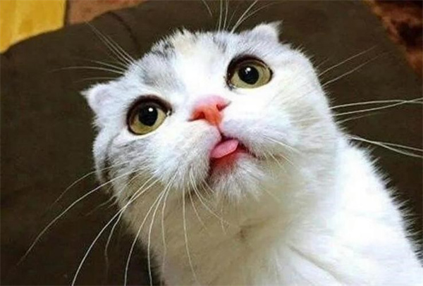 猫咪吐舌头原因 是不是看起来很可爱