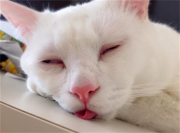 猫咪吐舌头原因 是不是看起来很可爱