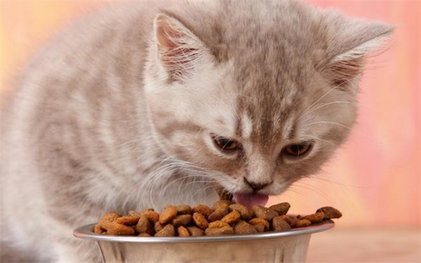 猫咪消化系统的疾病——慢性呕吐、肠道疾病