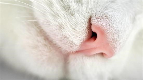 猫咪的鼻子主要有哪些功能
