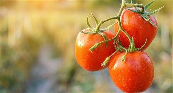 番茄红素对前列腺炎有效果吗 番茄红素对精子的好处