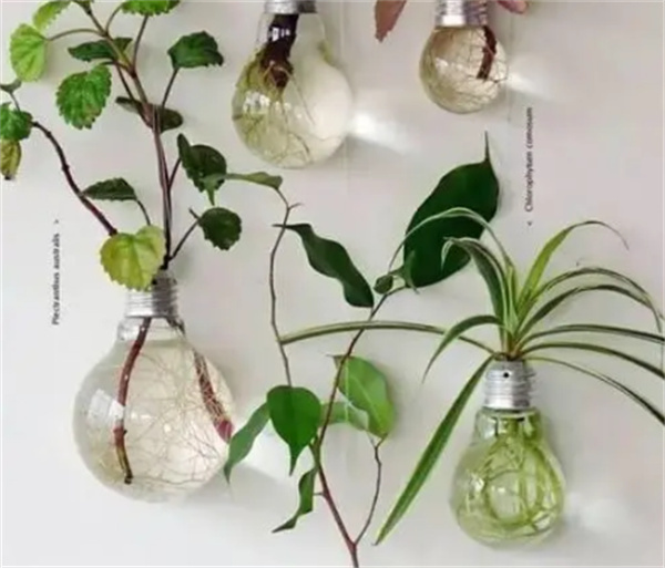 怎么做灯泡花盆的方法 灯泡废物利用制作盆栽