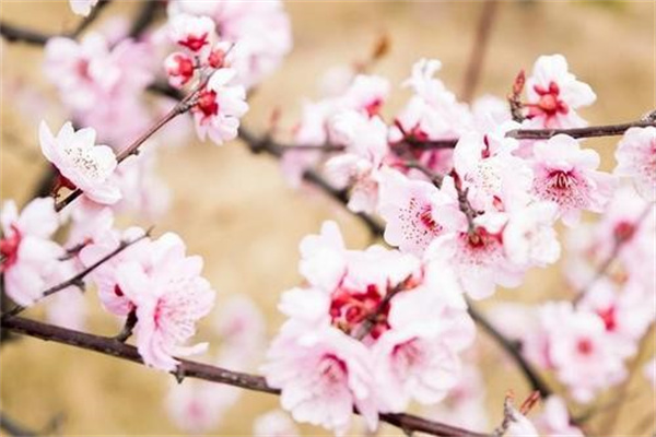 春节为什么要买桃花 桃花有什么象征意义