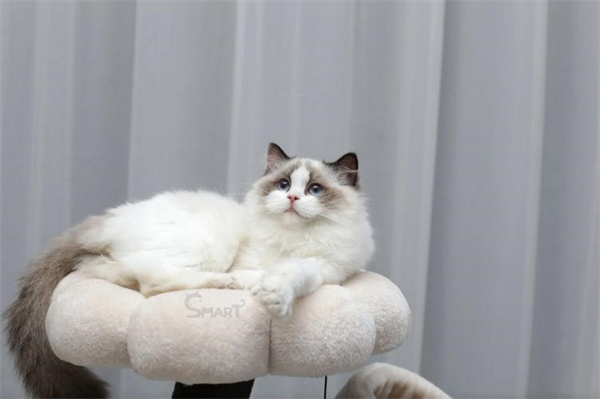 海双布偶猫什么意思 是一种最受欢迎的毛色