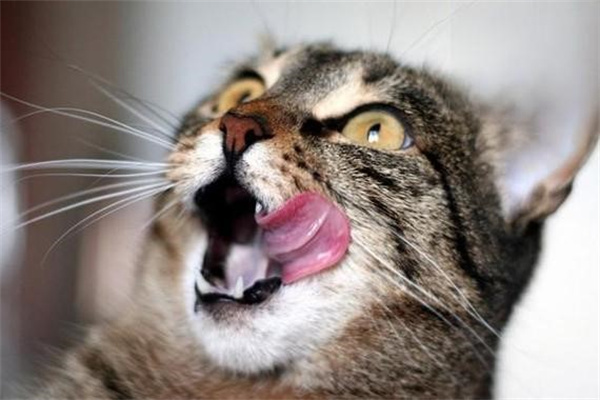 猫咪流口水还很臭 口腔问题真的不容忽视