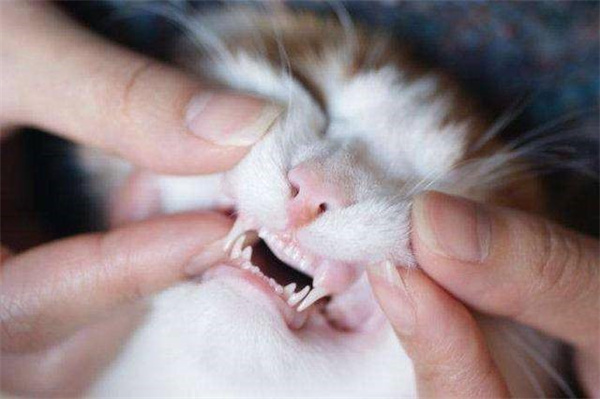 猫咪嘴巴周围脱毛是皮肤病的表现