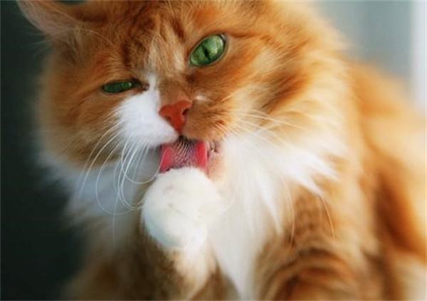 猫咪嘴巴发黄是什么原因你知道吗