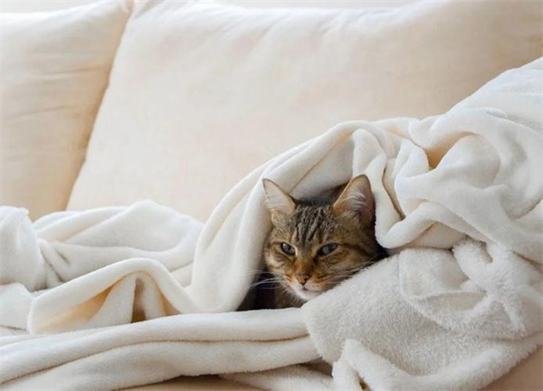 猫咪冻伤或体温过低的护理