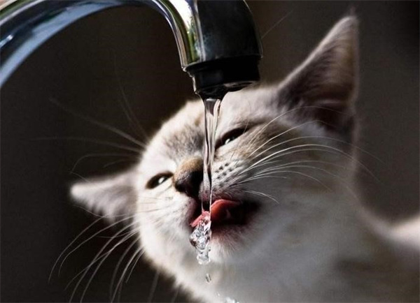 如何纠正猫咪不喝水或者喝厕所水的毛病