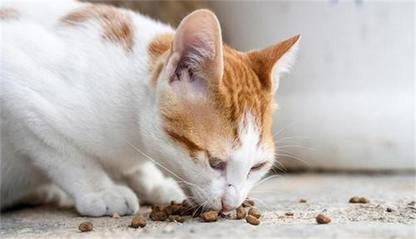 猫咪疥癣病预防和治疗方法
