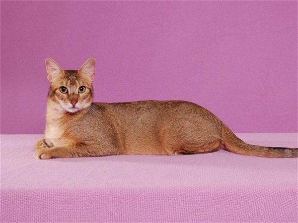 阿比西尼亚猫性格怎么样 阿比西尼亚猫性格介绍
