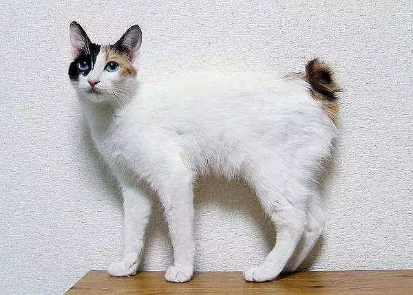 日本短尾猫掉毛怎么办 日本短尾猫掉毛解决办法
