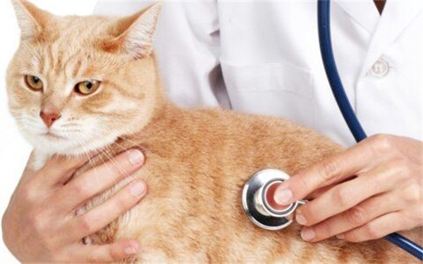 猫咪流产的原因症状和预防措施