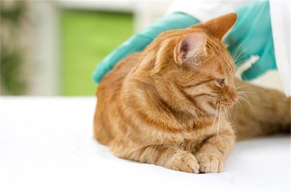 猫咪流产的原因症状和预防措施
