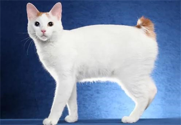 日本短尾猫怎么养 日本短尾猫饲养方法