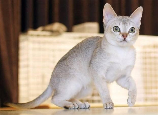 日本短尾猫怎么养 日本短尾猫饲养方法