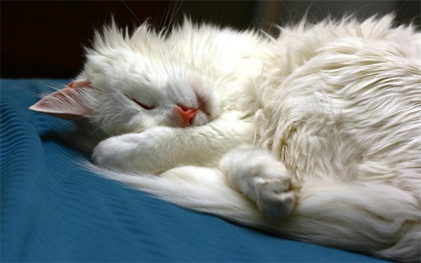 安哥拉猫睡觉抽搐怎么办 猫咪睡觉抽搐解决办法