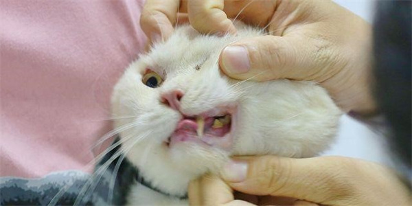 塞尔凯克卷毛猫有牙结石怎么办 牙结石治疗方法