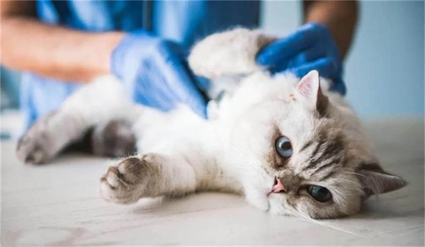 猫咪咳嗽的诊断预防与治疗措施
