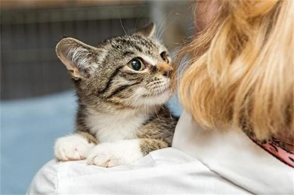 猫咪咳嗽的诊断预防与治疗措施