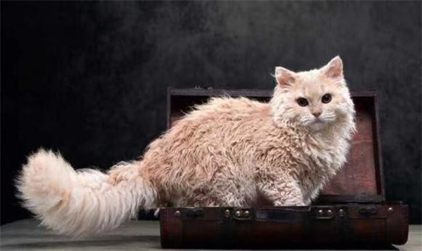 塞尔凯克卷毛猫得了猫癣如何治疗
