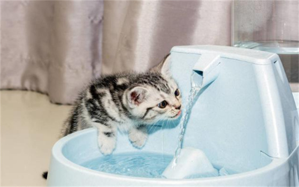 猫咪脱水原因介绍