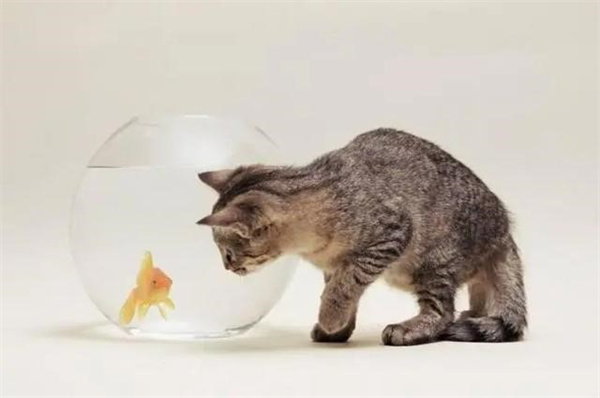 幼猫能吃鱼吗