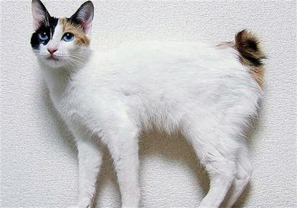 日本短尾猫性格怎么样