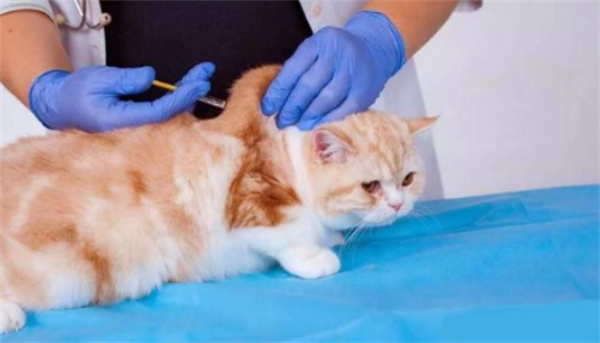 猫咪幽门阻塞有哪些症状 幽门阻塞症状介绍
