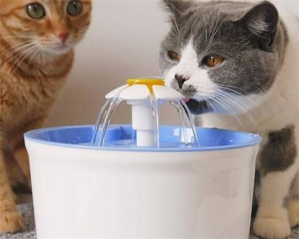 猫咪可以喝蜂蜜水吗