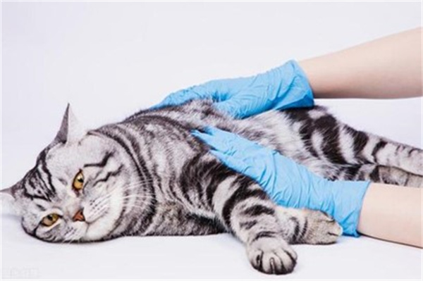 怎么小心预防猫咪的毛球症