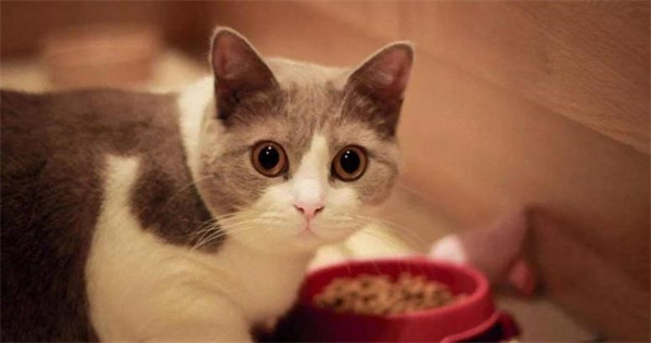 猫咪害怕哪些味道