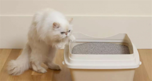 让猫咪养成用猫砂盆的好习惯