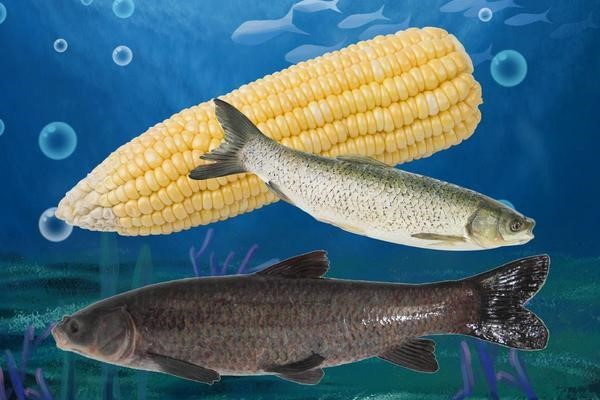 鲢鱼吃不吃玉米  鲢鱼都吃什么