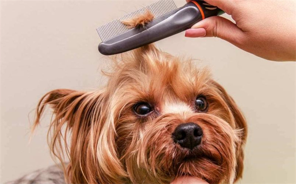 关于给狗狗梳毛要知道哪些事情