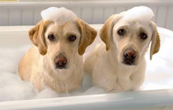 宠物狗狗在家应该怎么洗澡
