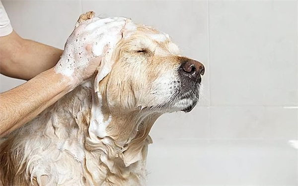 宠物狗狗在家应该怎么洗澡