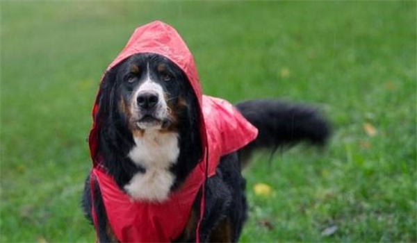 在潮湿的天气里遛狗要注意哪些事情