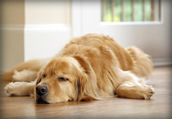 小狗狗每天睡多长时间是正常的