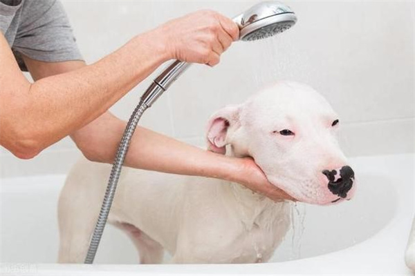 给狗狗洗澡时要注意什么