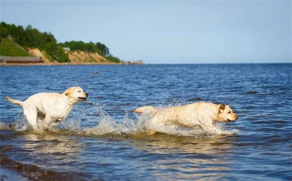 拉布拉多狗狗天生就会游泳吗