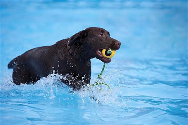 拉布拉多狗狗天生就会游泳吗