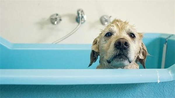 有些狗狗为什么不爱洗澡