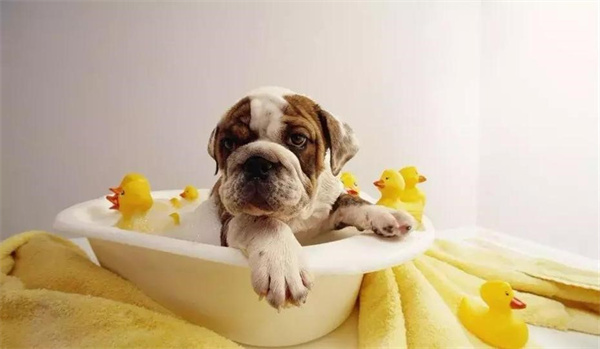 有些狗狗为什么不爱洗澡