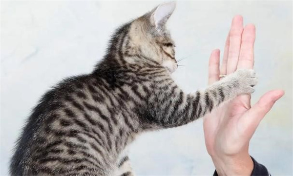 怎么让猫咪记住自己的名字和学会握手