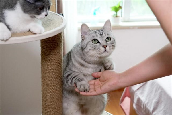 怎么让猫咪记住自己的名字和学会握手