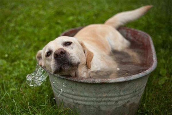 在室外应该怎么预防狗狗中暑
