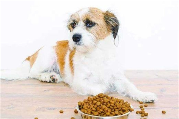 为什么狗狗不吃狗粮