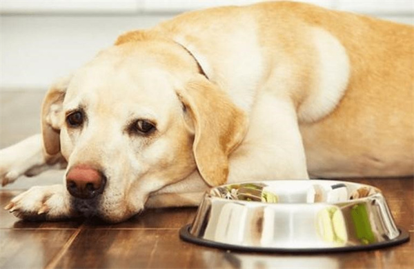 为什么狗狗不吃狗粮
