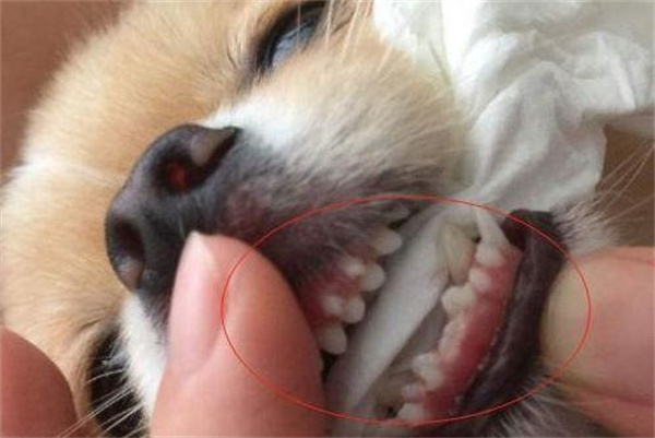 狗狗患牙龈炎的时候有什么症状